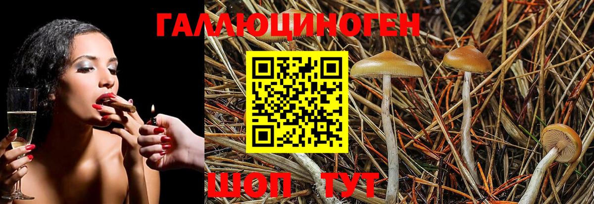 Галлюциногенные грибы Psilocybe Усть-Кут